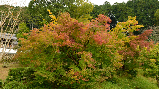 2014年桂谷寺の紅葉が徐々に始まりました