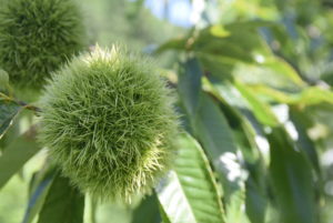 2019年夏の丹波栗